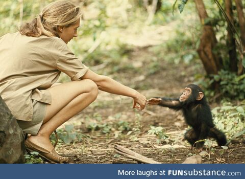 Primatologist Jane Goodall meeting a baby chimpanzee at Tanganyika in 1962