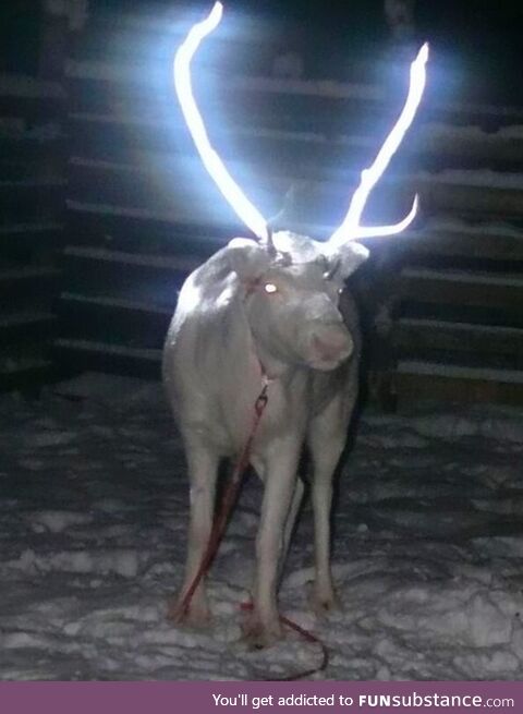 Reindeer antlers sprayed with reflective paint to reduce traffic accidents in Lapland,