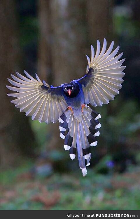 Taiwan blue magpie