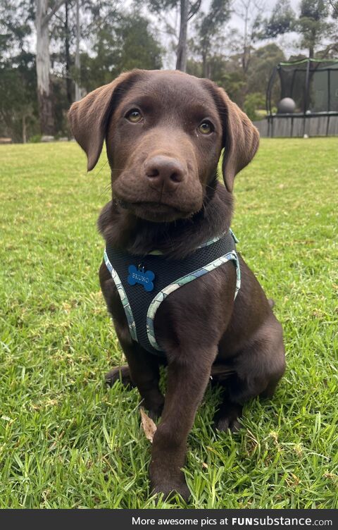 Just a cute pic of my chocolate labrador puppy Bruno! (OC)