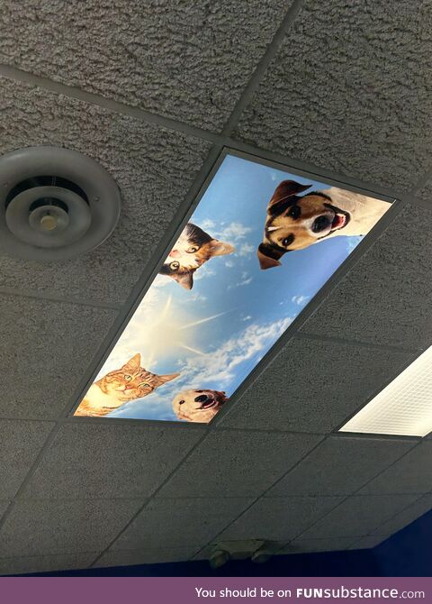 Happened to look up at the vet’s office