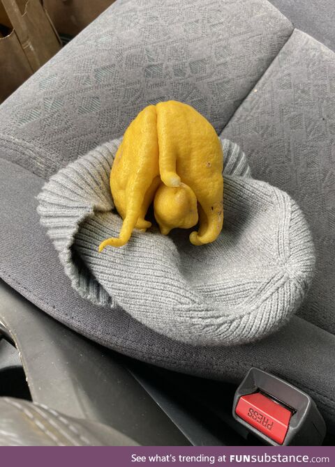 Mother in law went lemon picking today. She found this gem. Hmm…