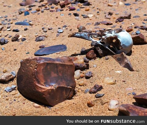 Middle stone age core stone and avian skull. Found this walking in the Sahara