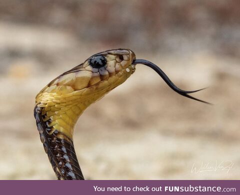 Juvenile Cape Cobra (Naja nivea) from Melkbosstrand, Western Cape. Dangerously venomous