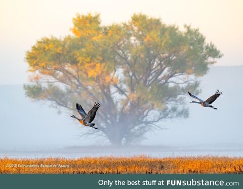 A Sandhill crane couple take off for the day at the Bosque del Apache National Wildlife