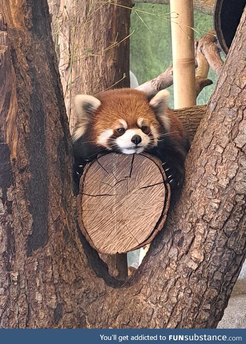 The Red Panda I saw at the local zoo yesterday