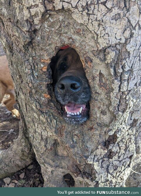 [OC] My Dog, Marmalade, Trying His Best to be a Squirrel