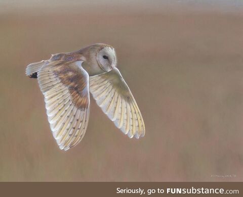 My pastel drawing of a barn owl, which I named "Scouting" (16"x12"). Ref Lee Amery