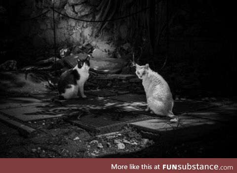 Stray Cats in Cagliari’s Monumental Cemetery of Bonaria (Italy)