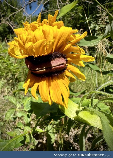 Thick-lipped mutant black-eyed susan