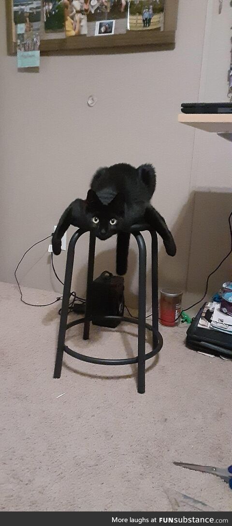 The rare, spider cat