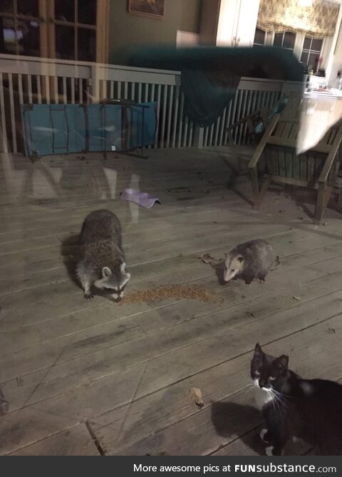 Unexpected visitors partaking of the cat food we put out for the strays