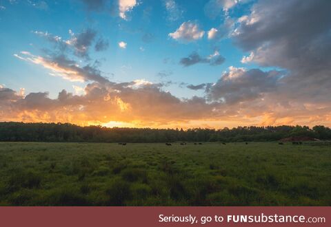 Beautiful sunset today. Also cows!