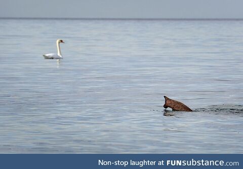 Elephant crossing a river