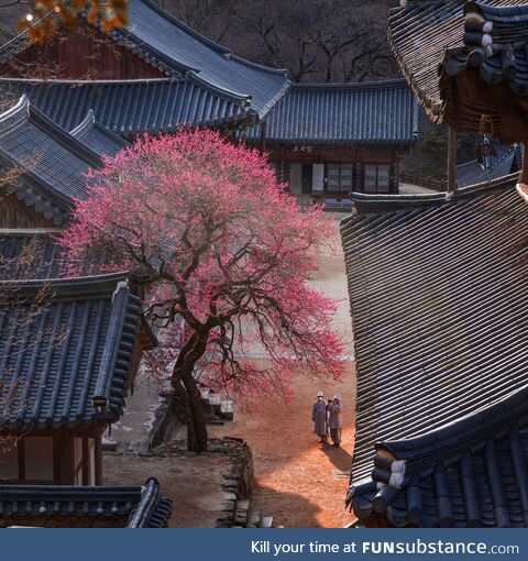 Plum tree in South Korea