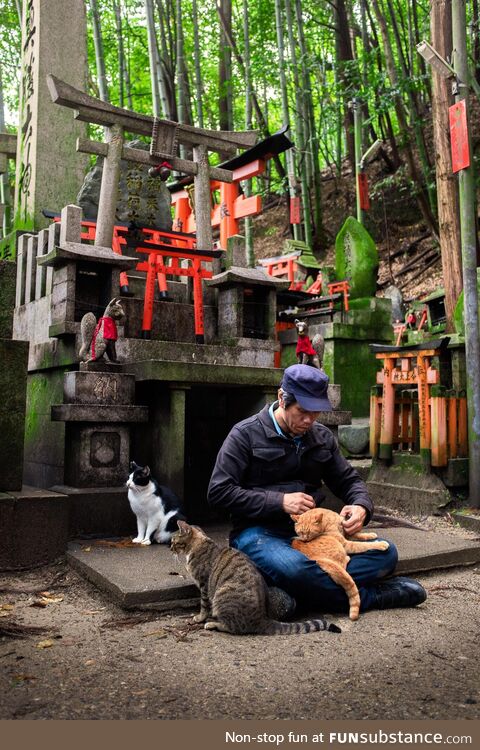 Cat Whisperer by the Fushimi Inari Shrine in Kyoto, Japan