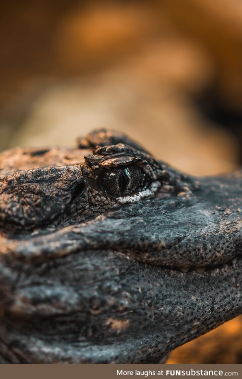 Close up of a Gators eye