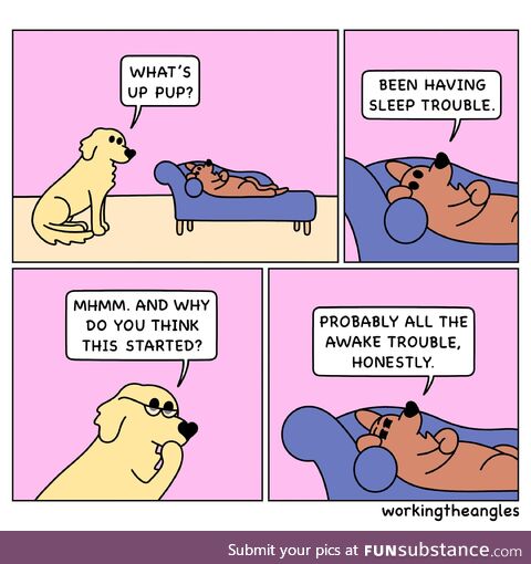 Therapy dog