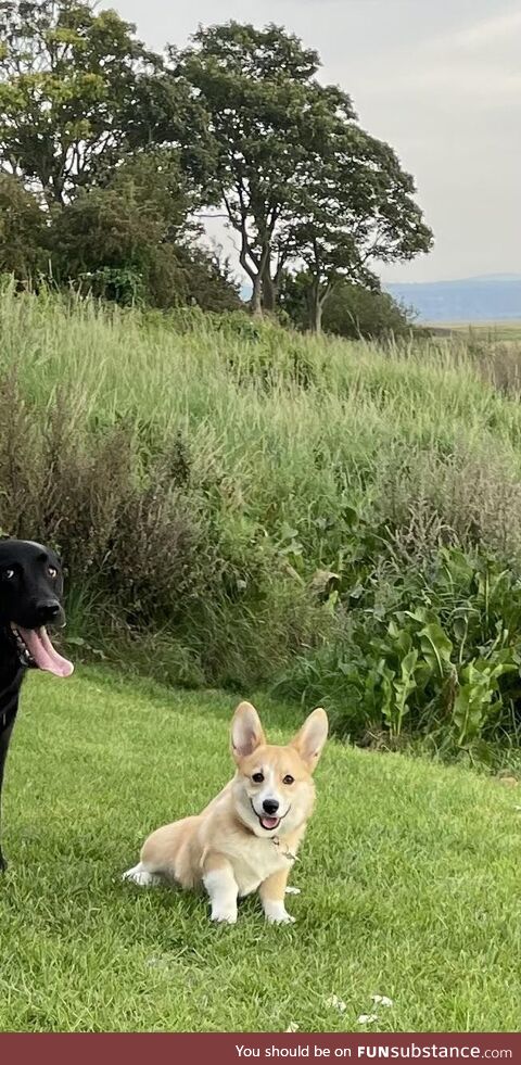 My Corgi got photobombed