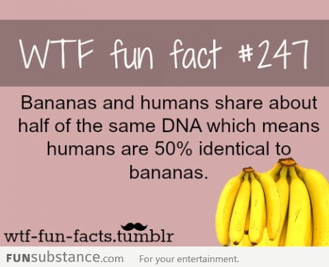 so you are telling me ... im half banana ?