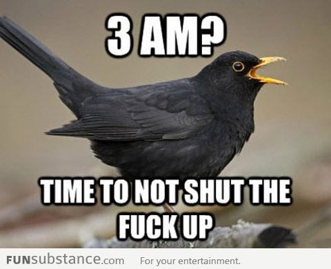 Scumbag blackbird