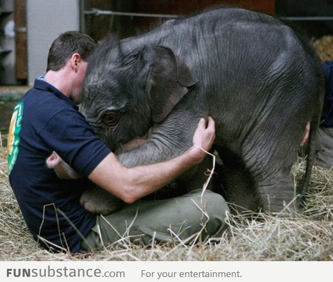 Baby elephant greets her keeper at Hellabrunn Zoo