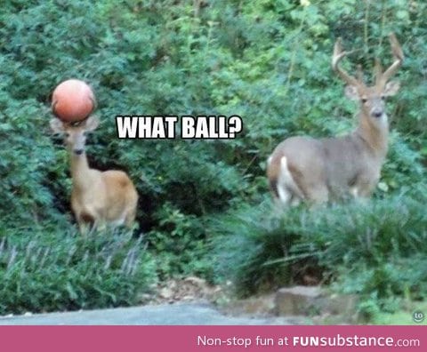 Seen my ball?