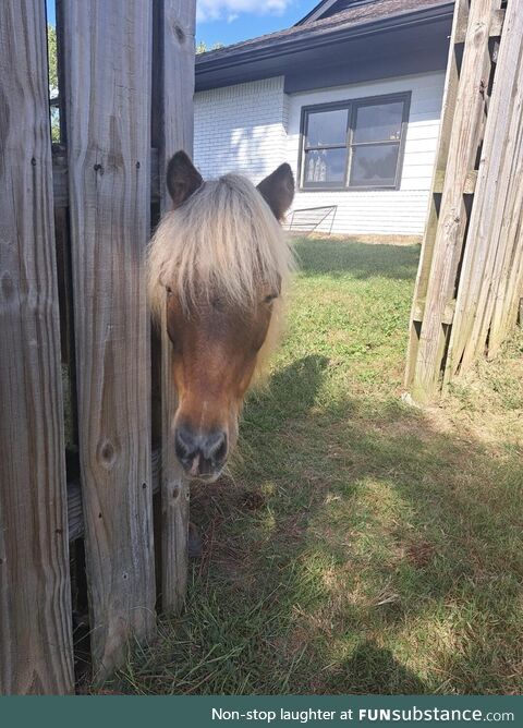 My 22 y.O. Miniature horse, Simba, loves to visit the neighbors' yard