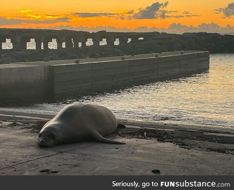 Monk Seal resting in Lahaina Harbor