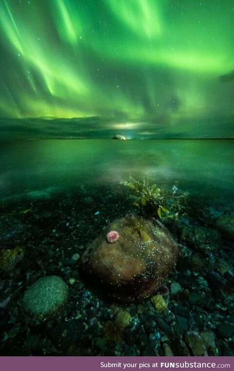 Flood of auroras in Tomma, Norway. Photo taken by Tommy Eliassen