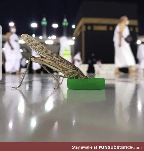 Cricket having a drink at the Kaaba in Mecca