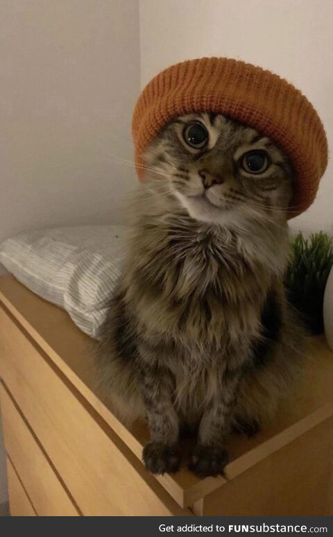 Cat in a beanie