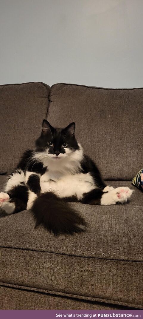 Our cat, Ron Swanson, after a hard day at the office