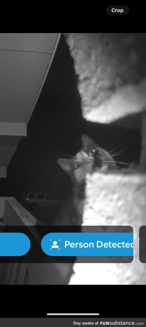 Our neighbors cat just ignores our no soliciting signs even at 1 am. She’s so rude