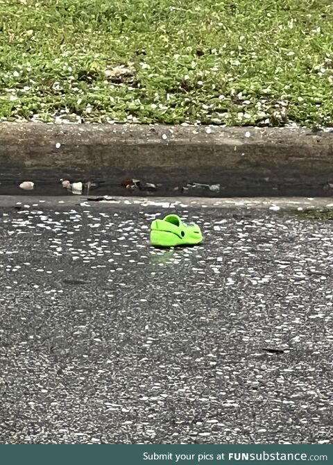 Saw a baby croc today