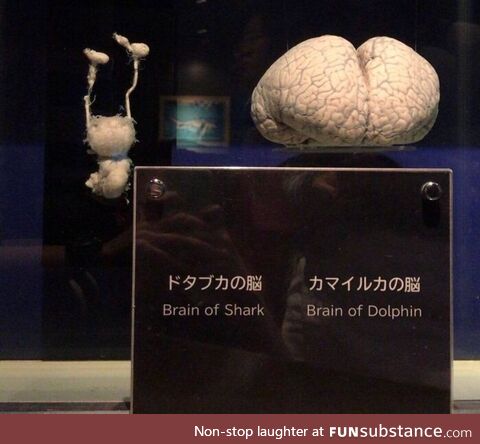 Shark Brain vs Dolphin Brain
