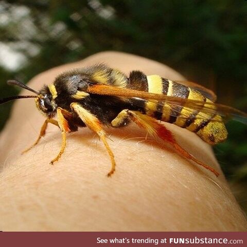 The hornet moth, a completely harmless moth that looks just like a hornet