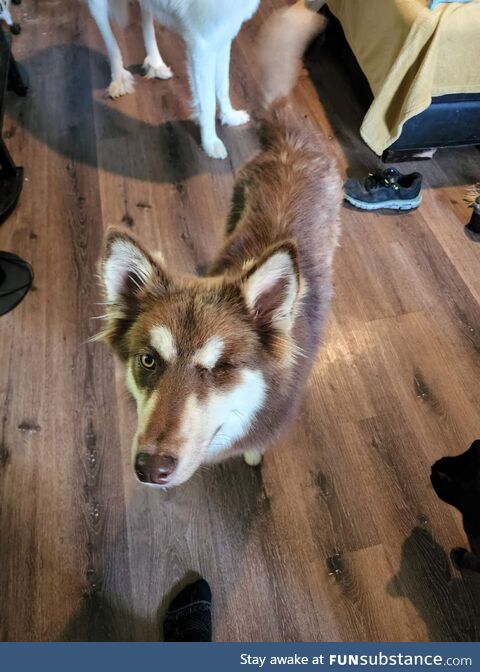 [oc] We just adopted Medusa from the animal shelter. She's missing an eye, but you