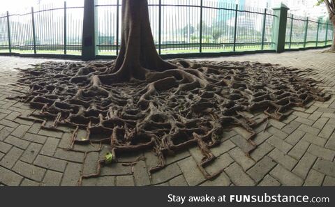 Nature finds a way