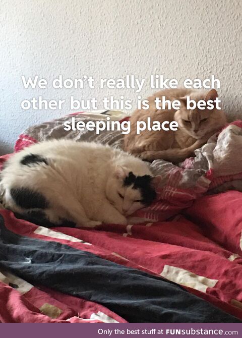 Sleeping our best hobby