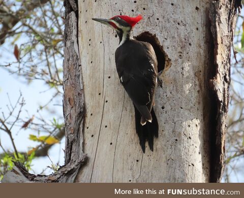 Pileated woodpecker, florida