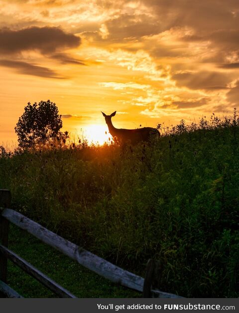 A deer during sunset