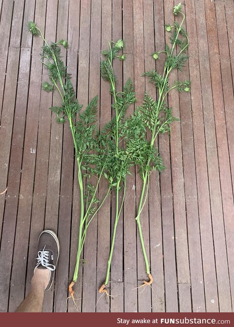 Huge yield this season! Or so we thought…