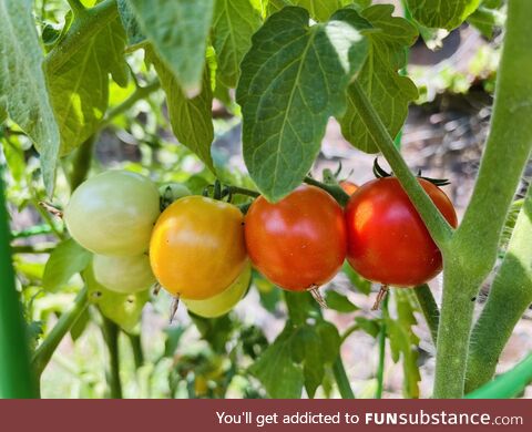 Summer tomatoes
