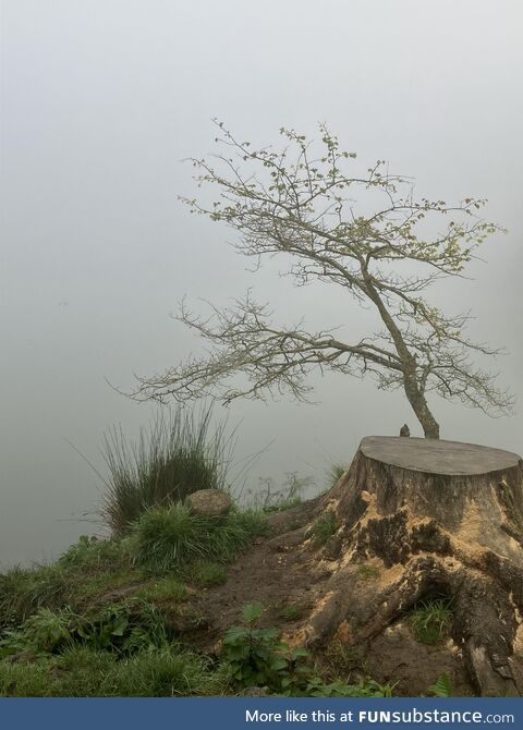 Dense fog over lake near Corsham town centre, UK
