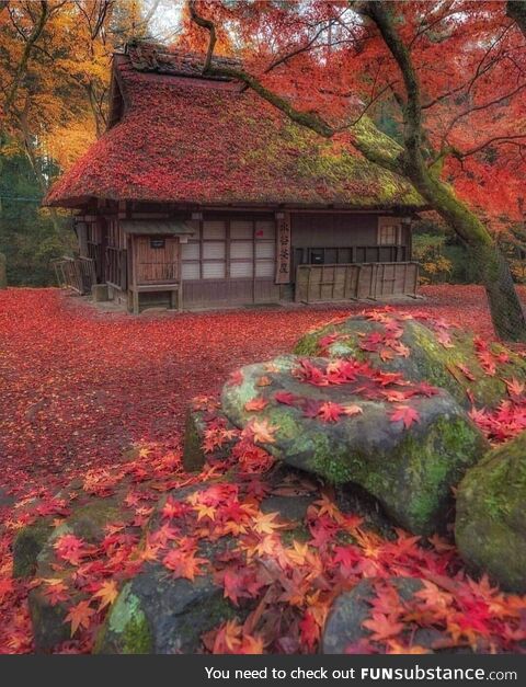 Autumn in Nara Park, Japan