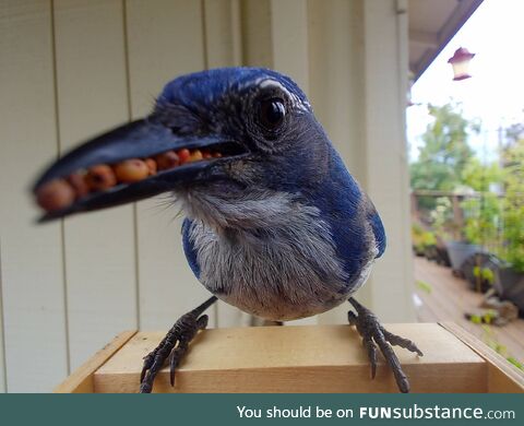 A California Scrub Jay stuffing its mouth full (OC)