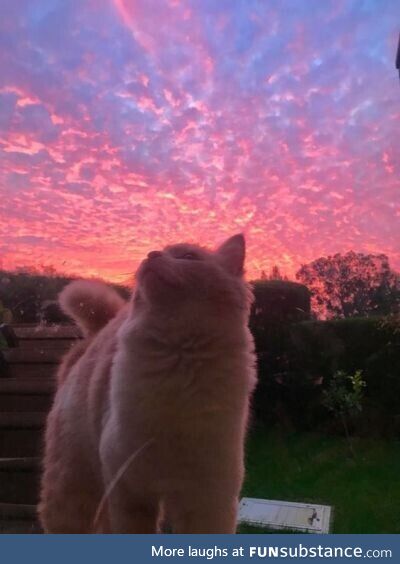 A cat is watching the sunset