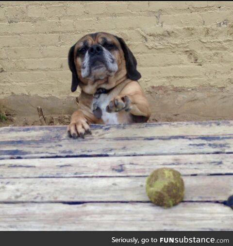We lost our Puggle Eli this weekend, but this pic always cheers us up, even now. We hope