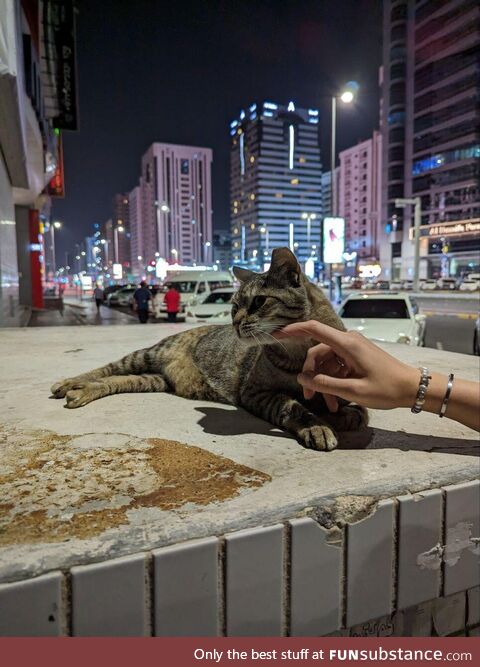 A kitty cat living in Abu Dhabi